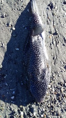 Arothron firmamentum