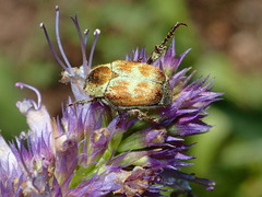 Hoplia