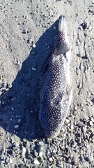 Arothron firmamentum