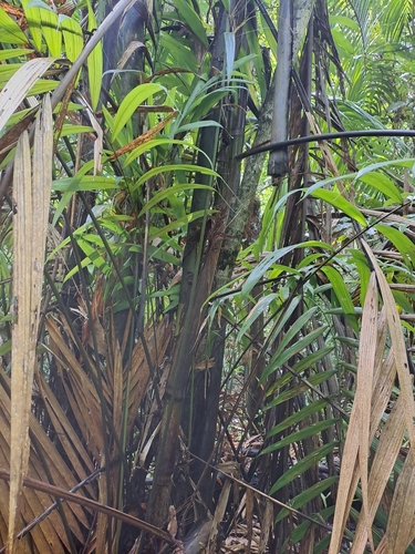 Image of Oenocarpus mapora by (c) keesgroenendijk, some rights reserved (CC BY)