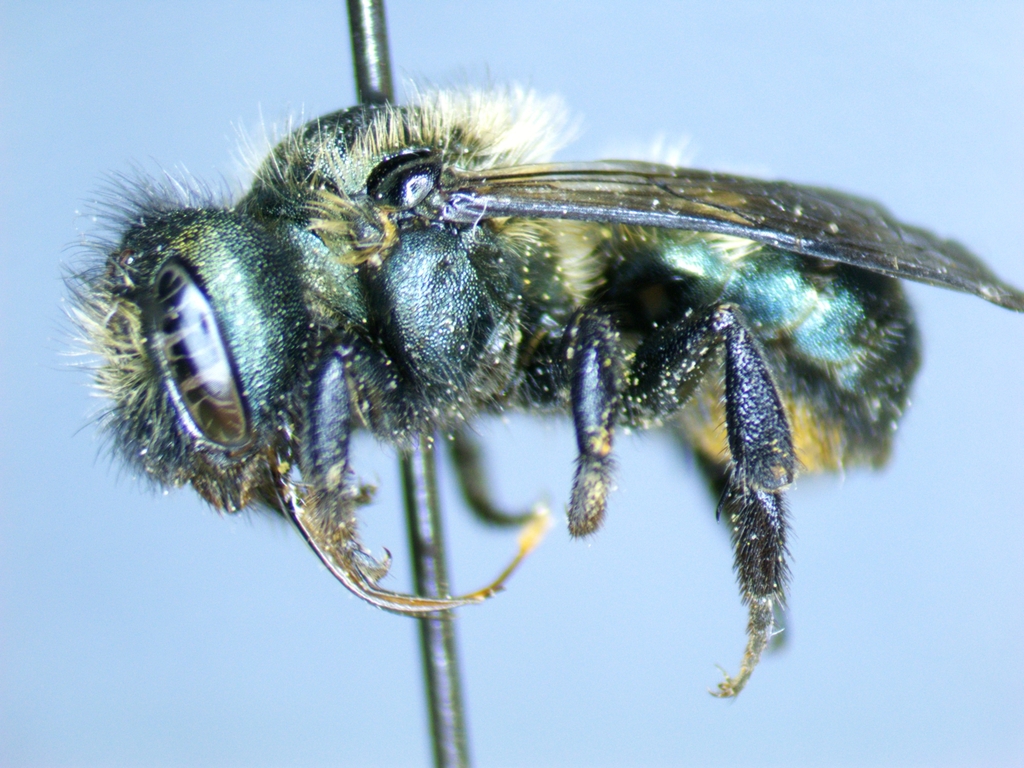 Osmia juxta