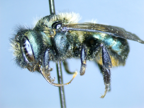 Osmia juxta