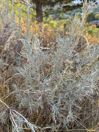 Image of Artemisia tripartita by (c) Whitney Brook Matson, some rights reserved (CC BY)