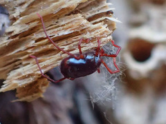 Erythraeoidea