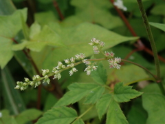 Astilbe longicarpa