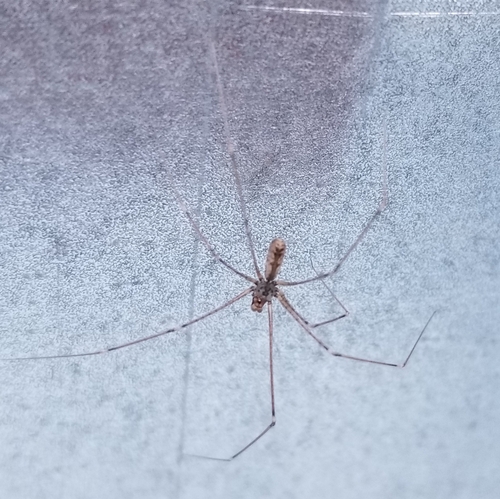 Pholcus crypticolens photo 3