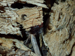 Erythraeoidea