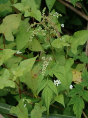 Astilbe longicarpa