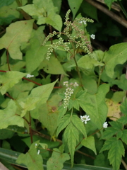Astilbe longicarpa