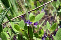 Trichostema oblongum