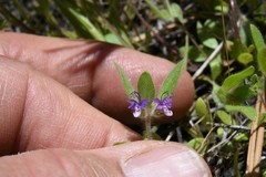 Trichostema oblongum