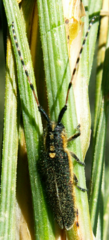 Agapanthia probsti