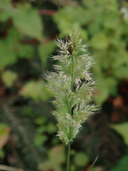 Polypogon fugax