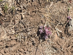 Castilleja nana