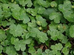 Hydrocotyle setulosa