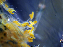 Cladogonium ogishimae