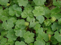 Hydrocotyle setulosa