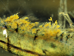 Cladogonium ogishimae