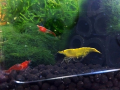 Neocaridina denticulata