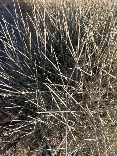 Death Valley jointfir (Ephedra funerea)