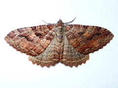 Triphosa