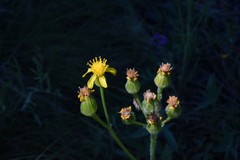Senecio scorzonella