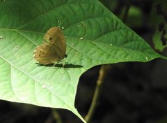 Mycalesis mineus