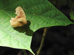 Mycalesis mineus