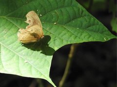 Mycalesis mineus