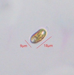 Cryptista