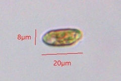 Cryptista