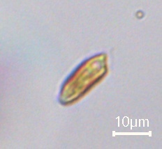 Cryptista