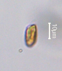 Cryptista