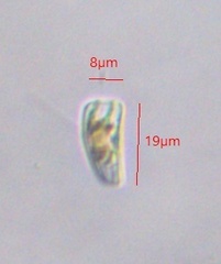 Rhoicosphenia abbreviata