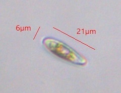 Rhoicosphenia abbreviata