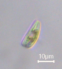 Rhoicosphenia abbreviata