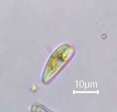 Rhoicosphenia abbreviata