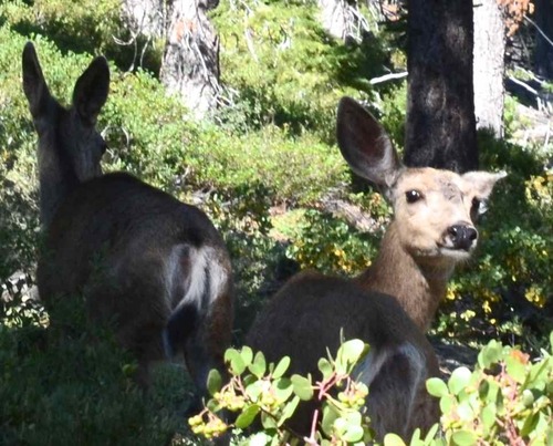 iNaturalist observation photo of Mule Deer