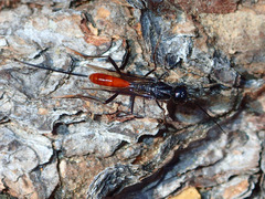 Aulacidae