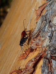 Aulacidae