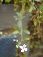 Arabidopsis