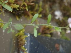 Arabidopsis
