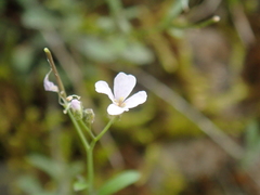 Arabidopsis
