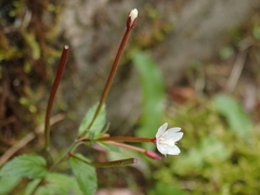 Epilobium amurense