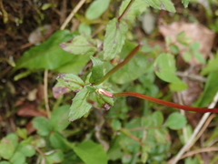 Epilobium amurense