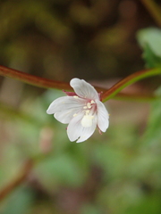 Epilobium amurense