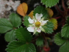 Fragaria hayatae