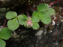 Fragaria hayatae