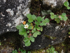 Fragaria hayatae
