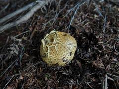 Scleroderma flavidum macrosporum